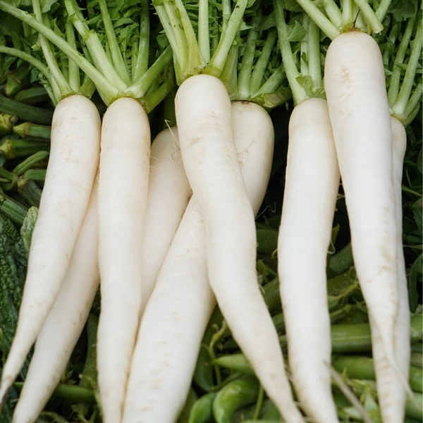 मूली | Mooli