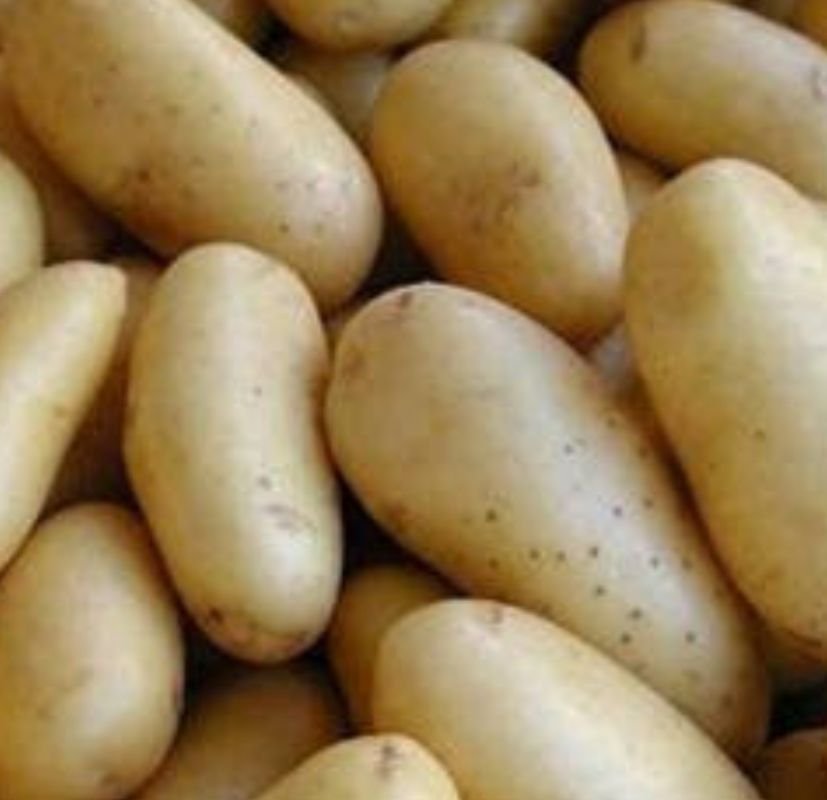 हल्द्वानी आलू